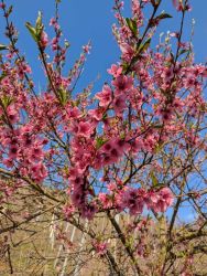 Weinbergspfirsichblüte-