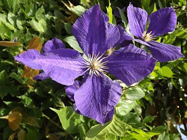 Clematis - einer der Blumen und Pflanzen, die Ihren Aufenthalt verschönern sollen