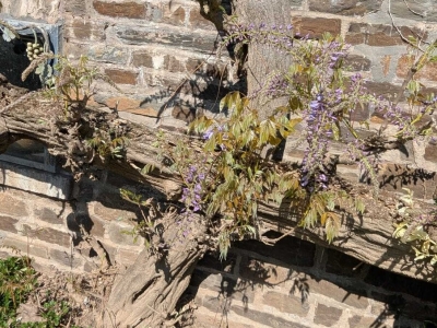 Glizinien, erste Blüten im April