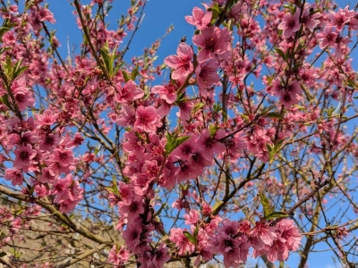 Weinbergspfirsichblüte 